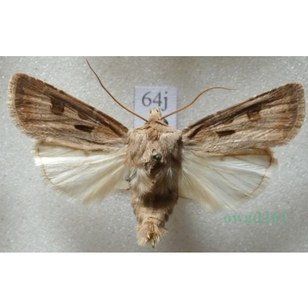 Agrotis exclamationis (Linnaeus, 1758) Rolnica czopówka Czech64j